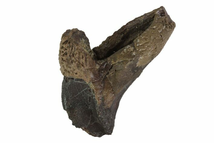 Partially Rooted Triceratops Tooth - Montana #94015